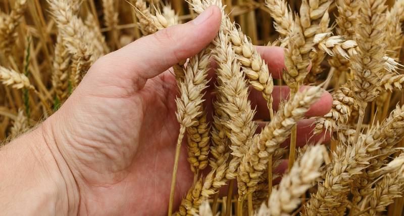 Expertise specialistica con l'agronomo