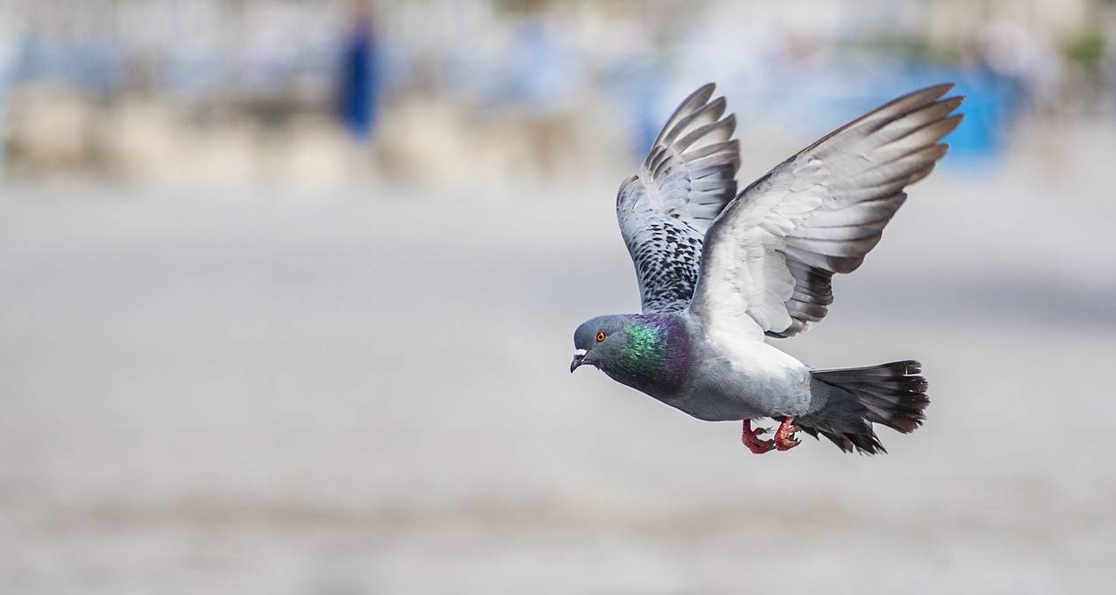 Rimozione Guano