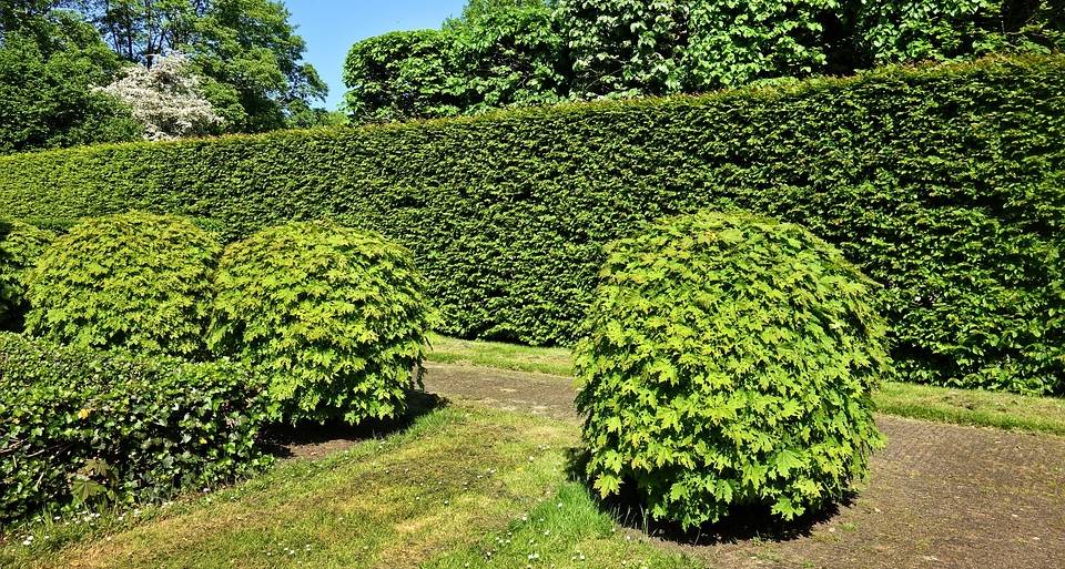 Potatura di Alberi e Arbusti